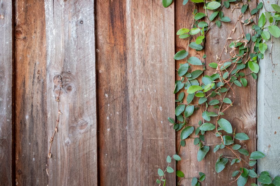 Weathered timber siding with damp-loving growth taking hold